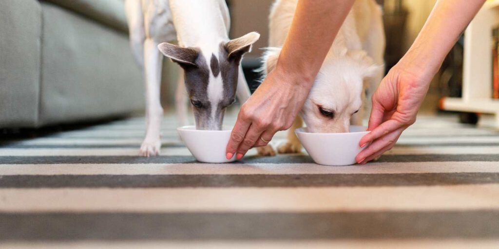 Futterneid beim Hund abgewöhnen - Tipps und Tricks - WaldiBello