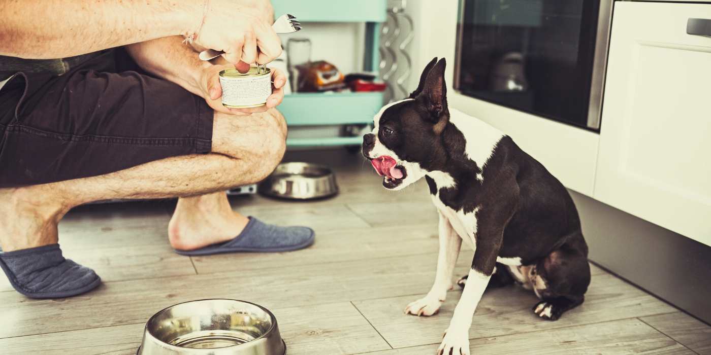 Futterneid beim Hund abgewöhnen - Tipps und Tricks - WaldiBello