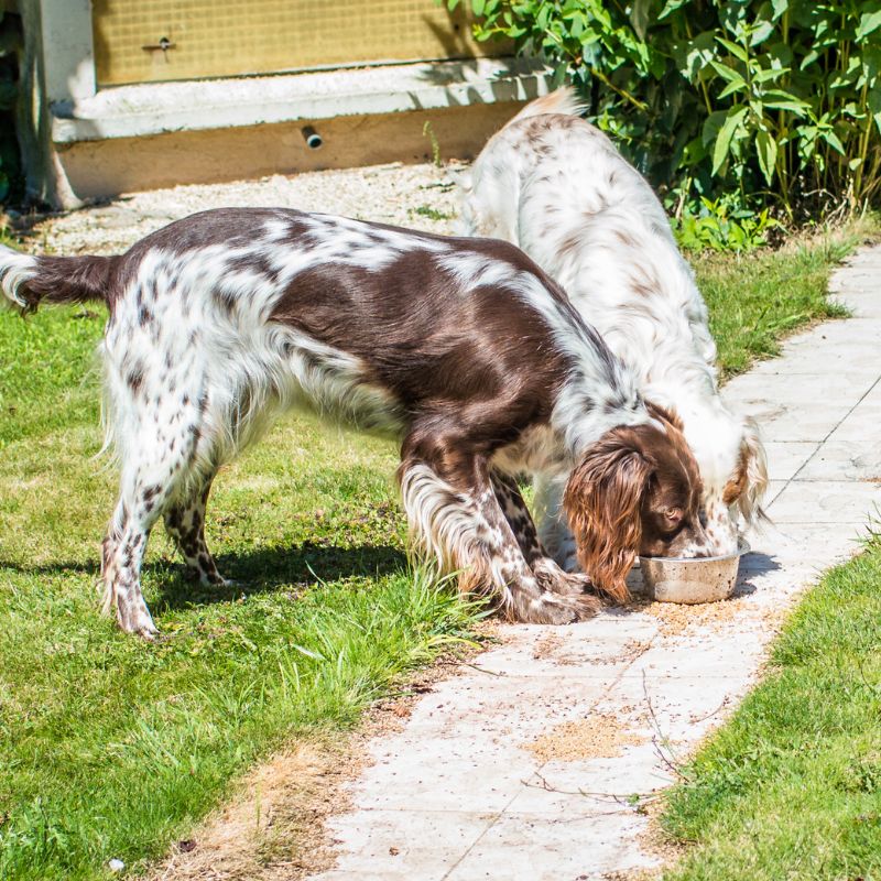 Futterneid beim Hund abgewöhnen - Tipps und Tricks - WaldiBello