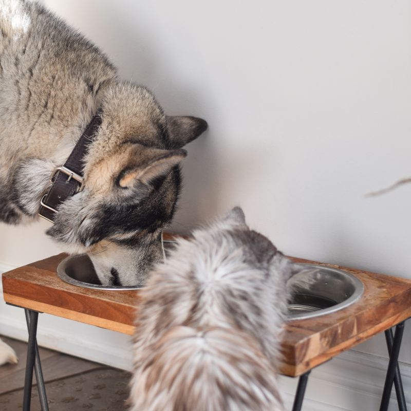 Futterneid beim Hund abgewöhnen - Tipps und Tricks - WaldiBello