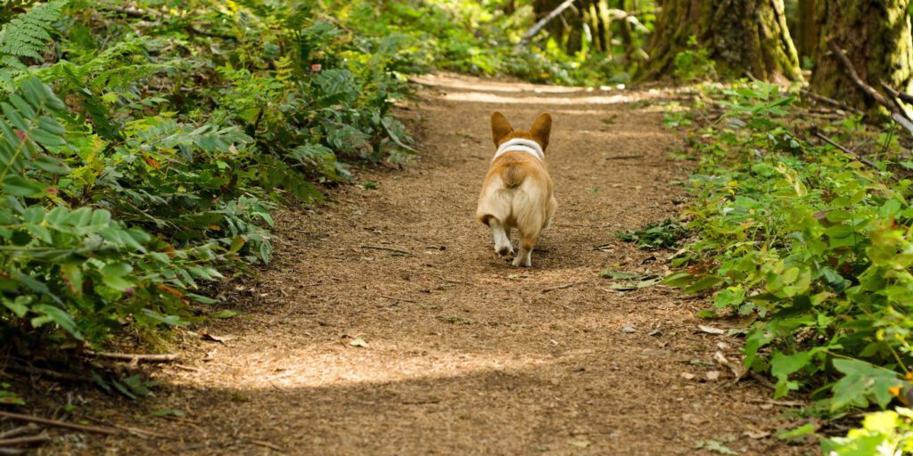 Hund hört nicht - Ursachen, Tipps und Tricks - Hunde-Ratgeber - WaldiBello