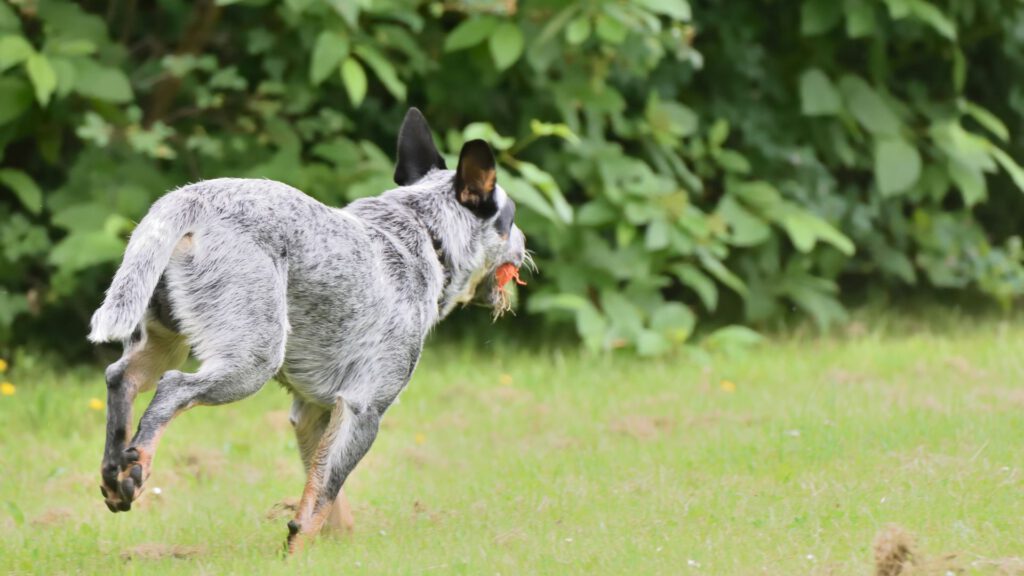 Hund hört nicht - Ursachen, Tipps und Tricks - Hunde-Ratgeber - WaldiBello