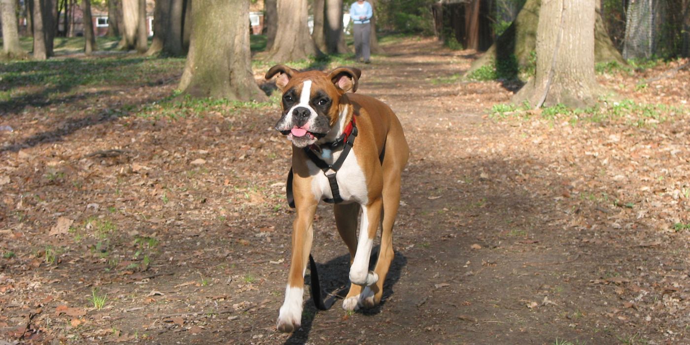 Hund hört nicht - Ursachen, Tipps und Tricks - Hunde-Ratgeber - WaldiBello