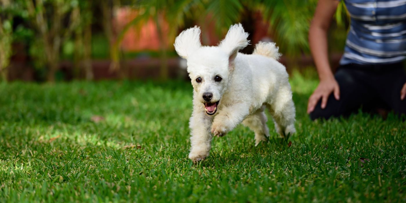 Hund hört nicht - Ursachen, Tipps und Tricks - Hunde-Ratgeber - WaldiBello