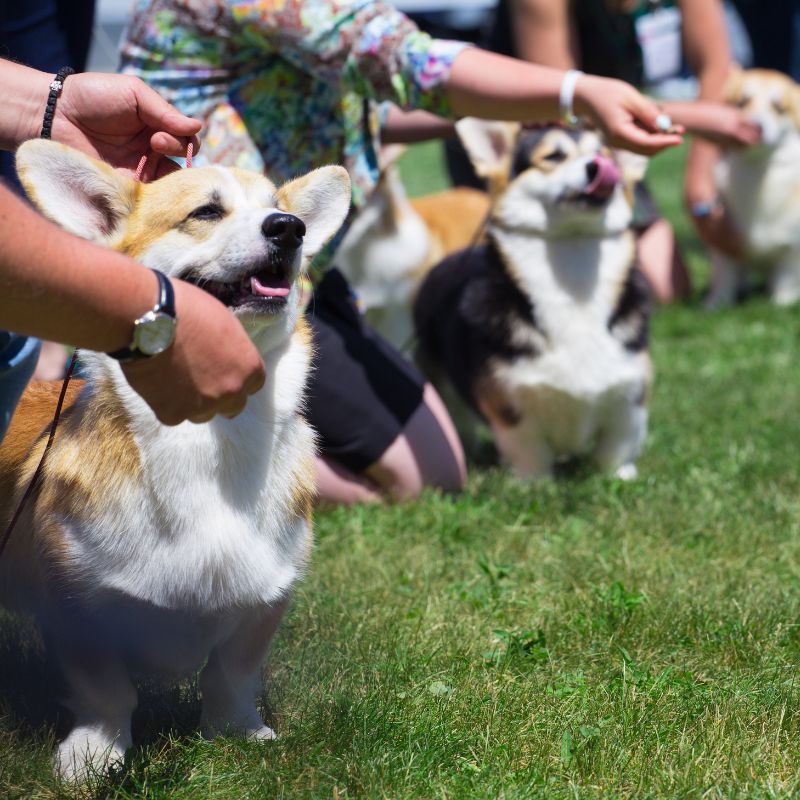 Hund hört nicht - Ursachen, Tipps und Tricks - Hunde-Ratgeber - WaldiBello