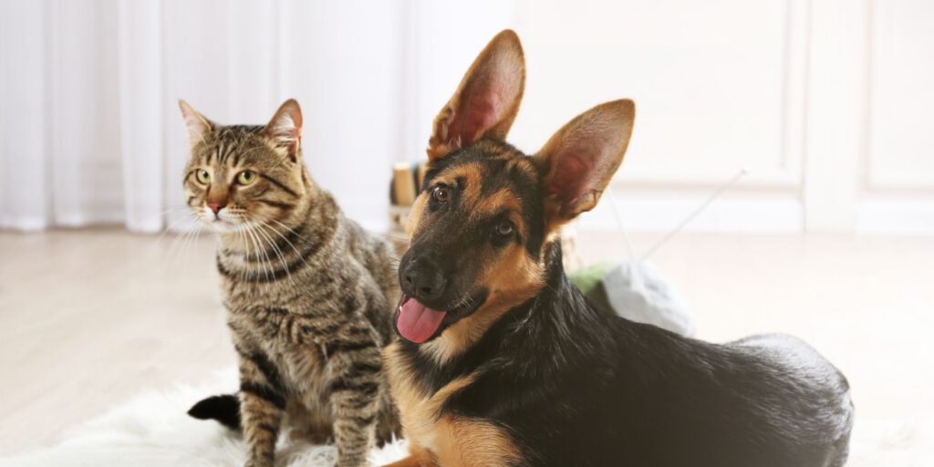 Hund und Katze aneinander gewöhnen - die besten Tipps - Hunde-Ratgeber - WaldiBello