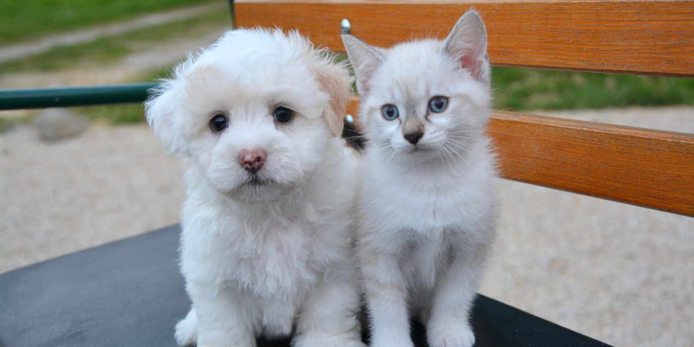 Hund und Katze aneinander gewöhnen - die besten Tipps - Hunde-Ratgeber - WaldiBello