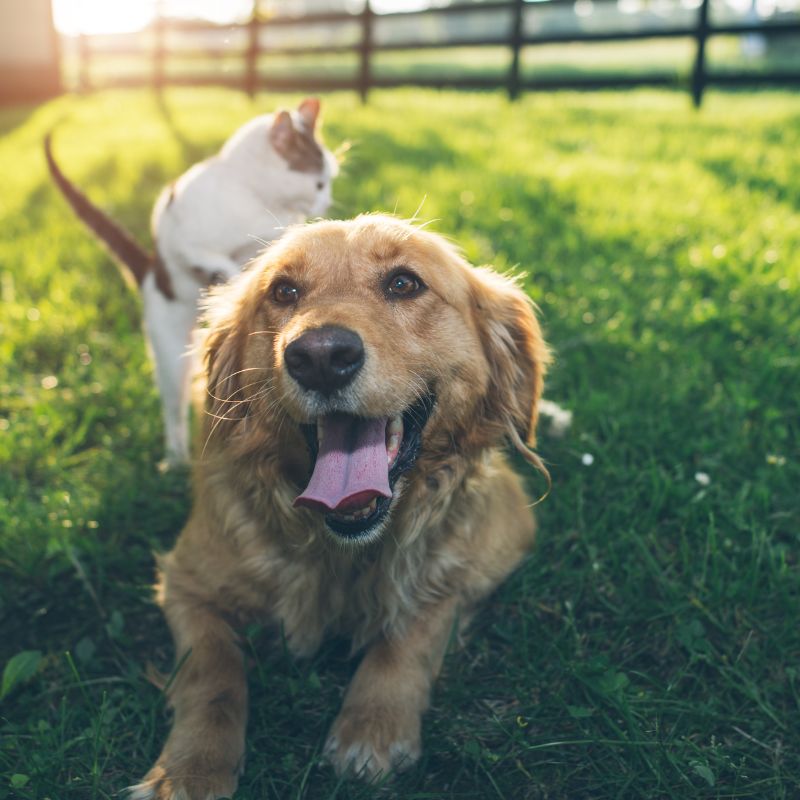 Hund und Katze aneinander gewöhnen - die besten Tipps - Hunde-Ratgeber - WaldiBello