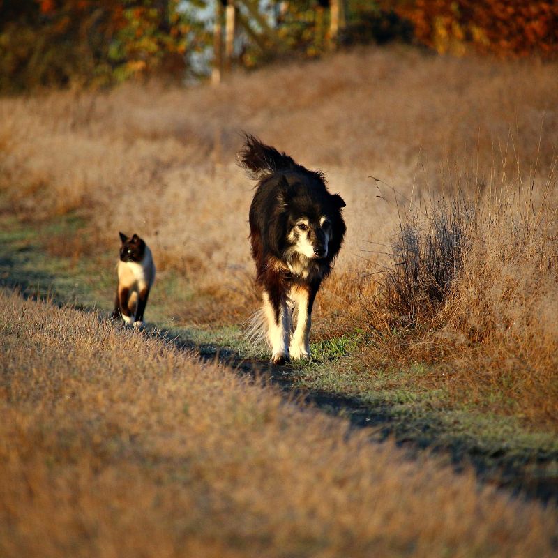 Hund und Katze aneinander gewöhnen - die besten Tipps - Hunde-Ratgeber - WaldiBello