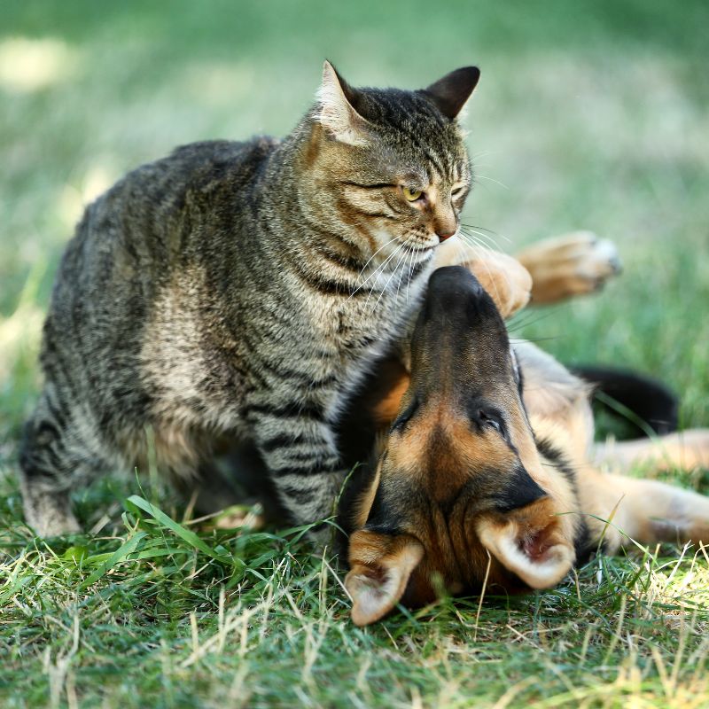 Hund und Katze aneinander gewöhnen - die besten Tipps - Hunde-Ratgeber - WaldiBello