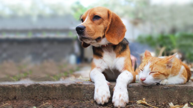 Hund und Katze aneinander gewöhnen - die besten Tipps - Hunde-Ratgeber - WaldiBello