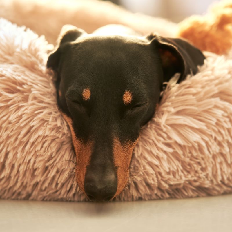 Ihr Hund schnarcht - Ursachen, Tipps und Tricks - WaldiBello - Haustierblog