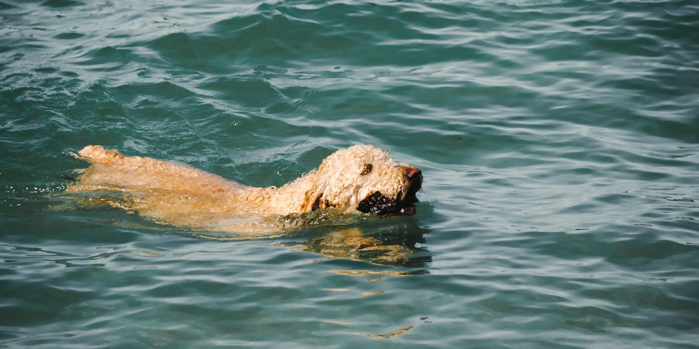 Irish Soft Coated Wheaten Terrier - Steckbrief, Pflege, Ernährung & Haltung - WaldiBello