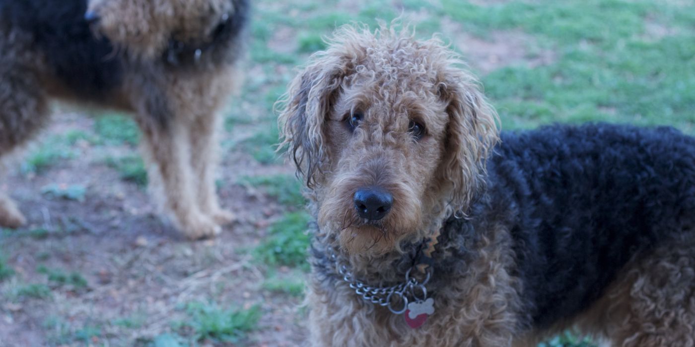 Irish Soft Coated Wheaten Terrier - Steckbrief, Pflege, Ernährung & Haltung - WaldiBello