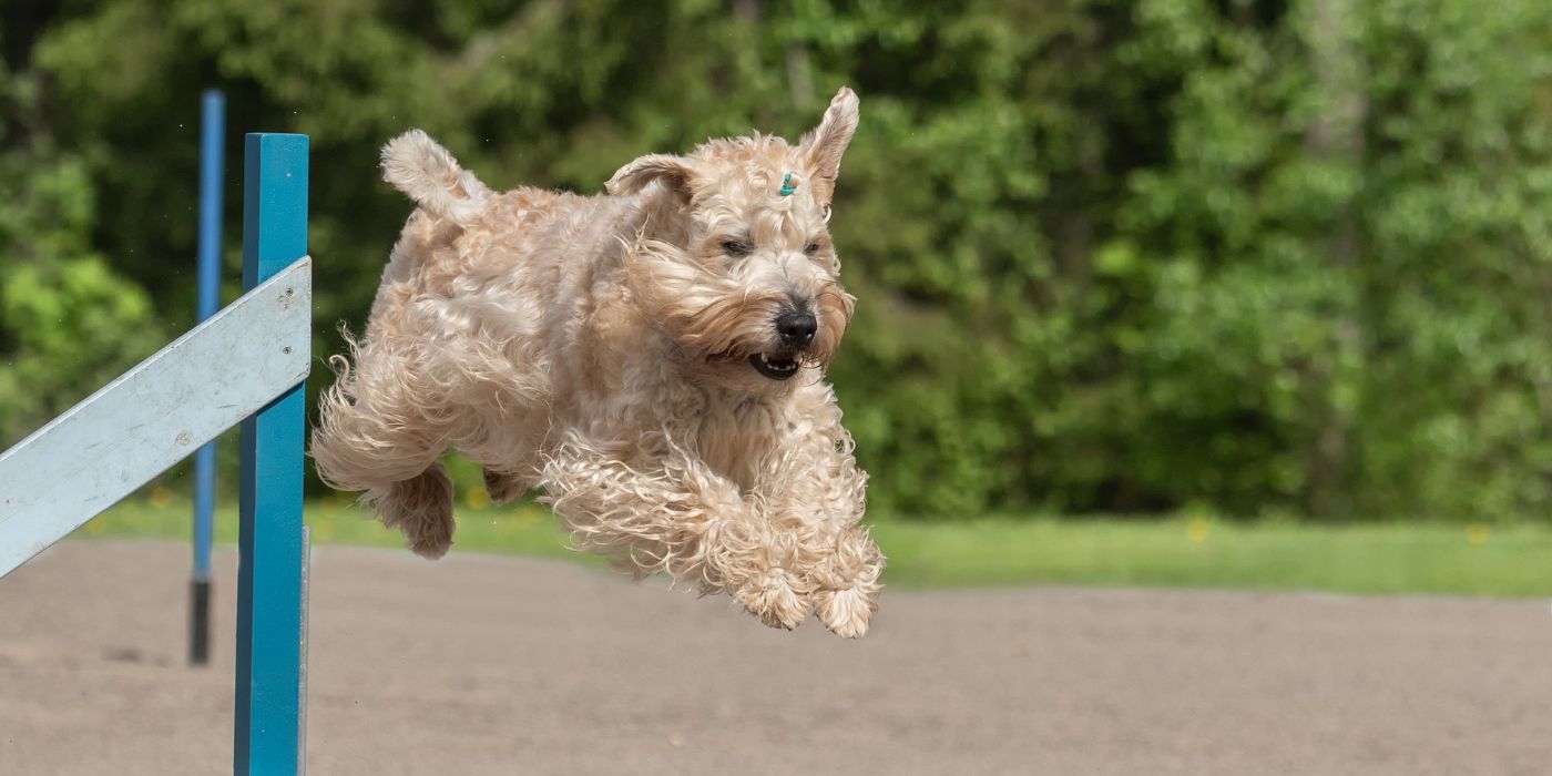 Irish Soft Coated Wheaten Terrier - Steckbrief, Pflege, Ernährung & Haltung - WaldiBello