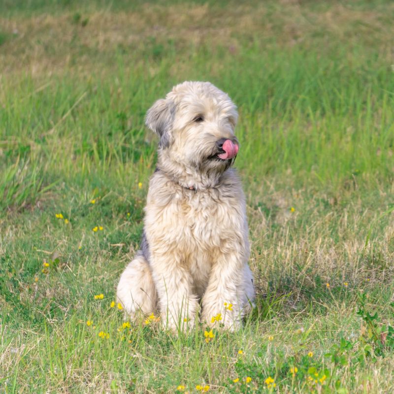 Irish Soft Coated Wheaten Terrier - Steckbrief, Pflege, Ernährung & Haltung - WaldiBello