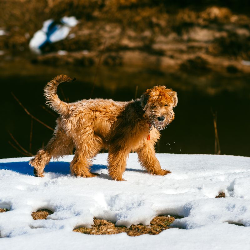 Irish Soft Coated Wheaten Terrier - Steckbrief, Pflege, Ernährung & Haltung - WaldiBello