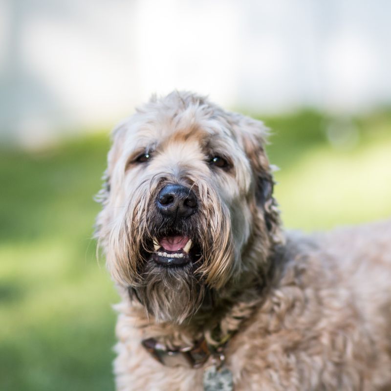 Irish Soft Coated Wheaten Terrier - Steckbrief, Pflege, Ernährung & Haltung - WaldiBello