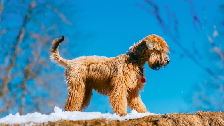 Irish Soft Coated Wheaten Terrier - Steckbrief, Pflege, Ernährung & Haltung - WaldiBello