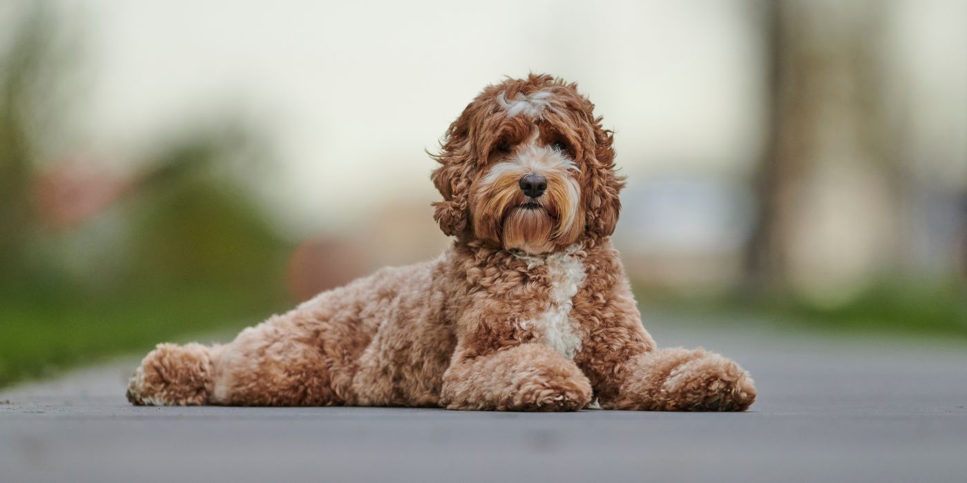 Labradoodle - Steckbrief, Haltung, Pflege und Herkunft - Ratgeber - WaldiBello - Hunderassen