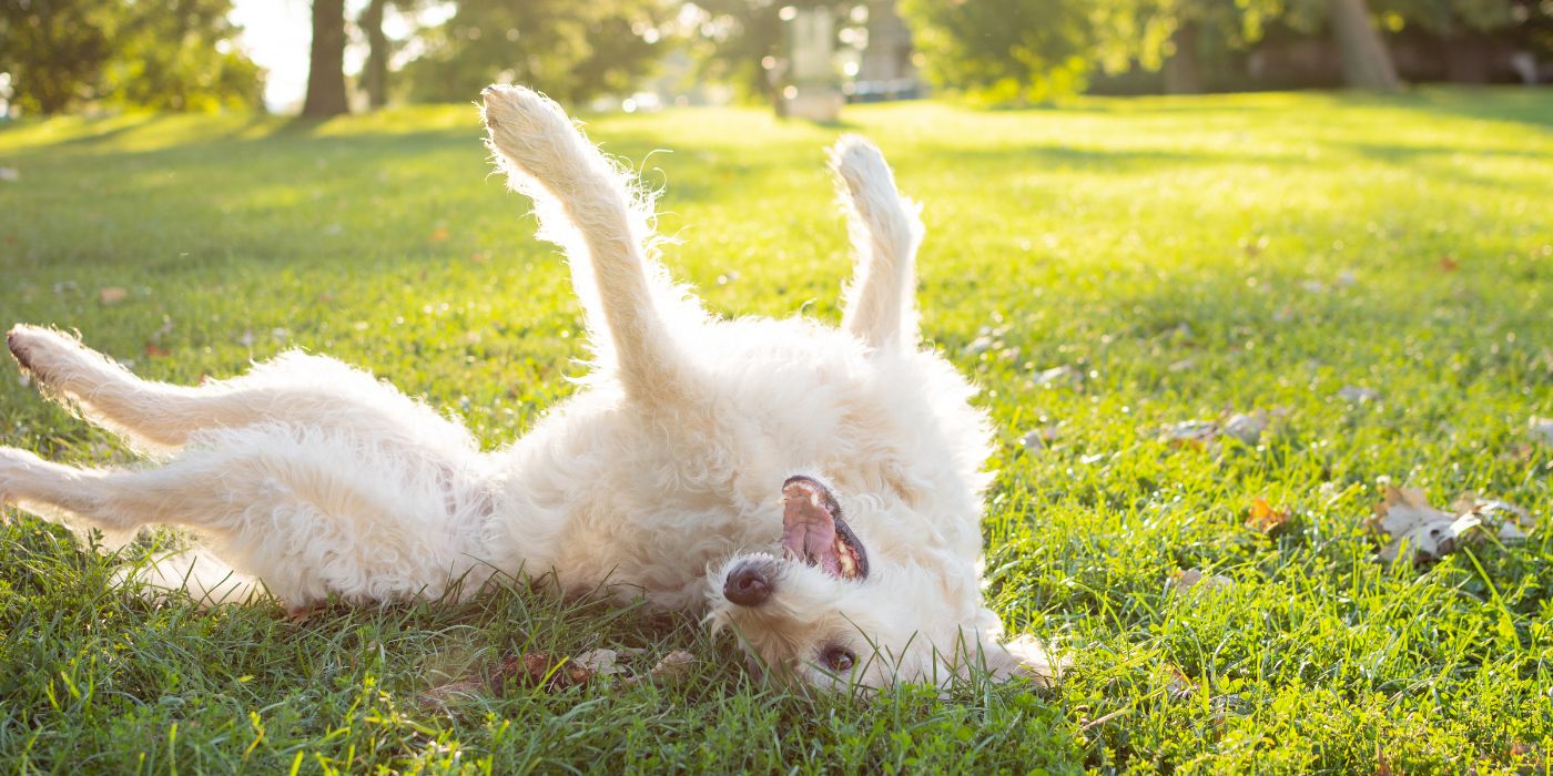 Labradoodle - Steckbrief, Haltung, Pflege und Herkunft - Ratgeber - WaldiBello - Hunderassen