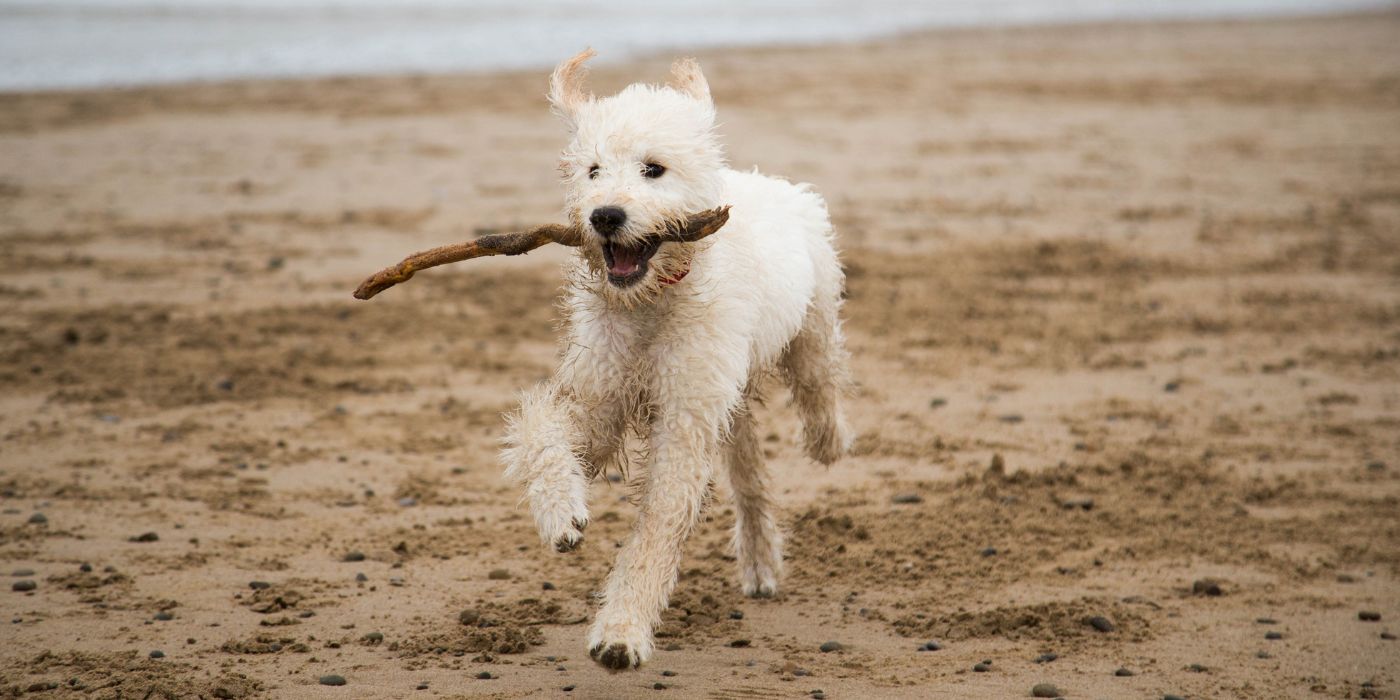 Labradoodle - Steckbrief, Haltung, Pflege und Herkunft - Ratgeber - WaldiBello - Hunderassen