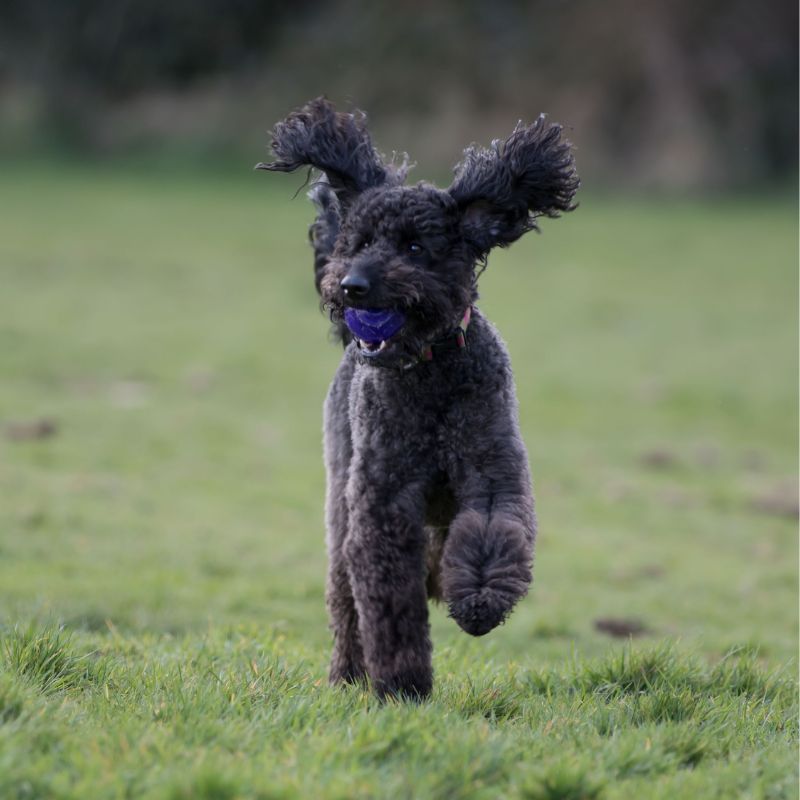 Labradoodle - Steckbrief, Haltung, Pflege und Herkunft - Ratgeber - WaldiBello - Hunderassen