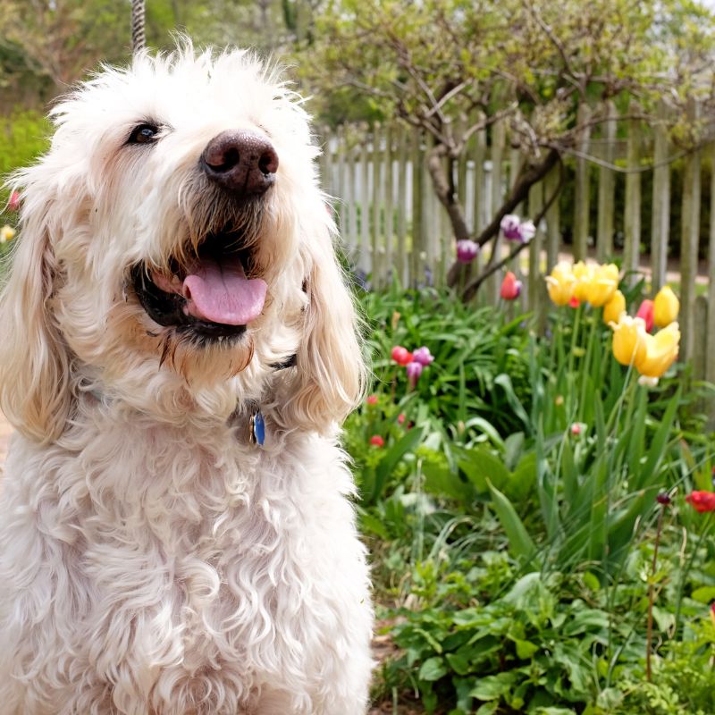 Labradoodle - Steckbrief, Haltung, Pflege und Herkunft - Ratgeber - WaldiBello - Hunderassen