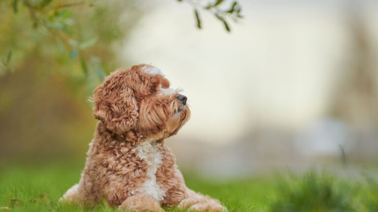 Labradoodle - Steckbrief, Haltung, Pflege und Herkunft - Ratgeber - WaldiBello - Hunderassen