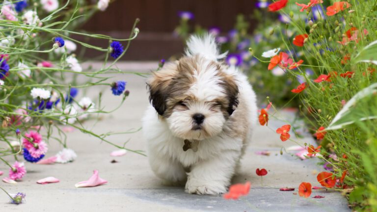 Lhasa Apso - Steckbrief, Pflege, Ernährung & Haltung - WaldiBello