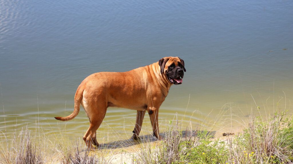 Mastiff - Steckbrief, Pflege, Ernährung & Haltung - WaldiBello