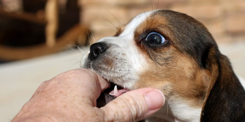 Der Hund beißt - Ursachen und Ratgeber - WaldiBello - Haustierblog