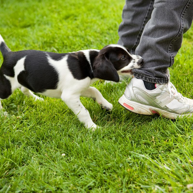 Der Hund beißt - Ursachen und Ratgeber - WaldiBello - Haustierblog