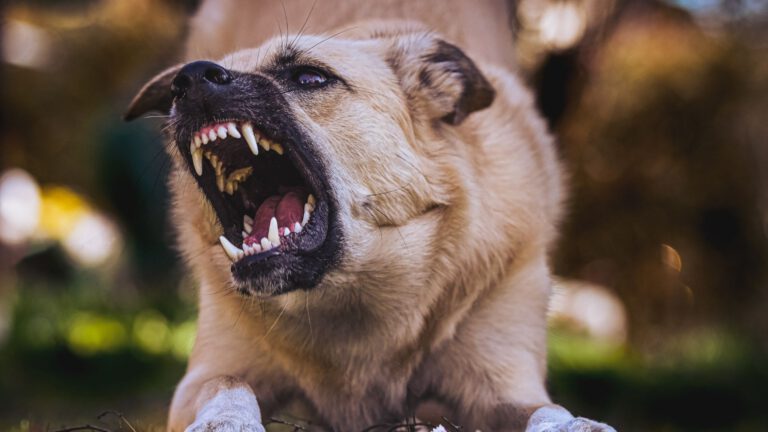 Der Hund beißt - Ursachen und Ratgeber - WaldiBello - Haustierblog