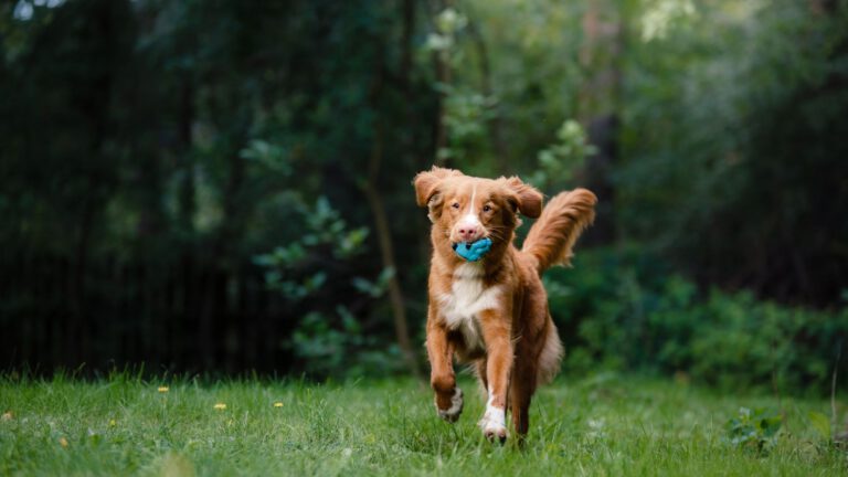 Nova Scotia Duck Tolling Retriever - Steckbrief, Haltung, Pflege und Herkunft - Ratgeber - WaldiBello - Hunderassen