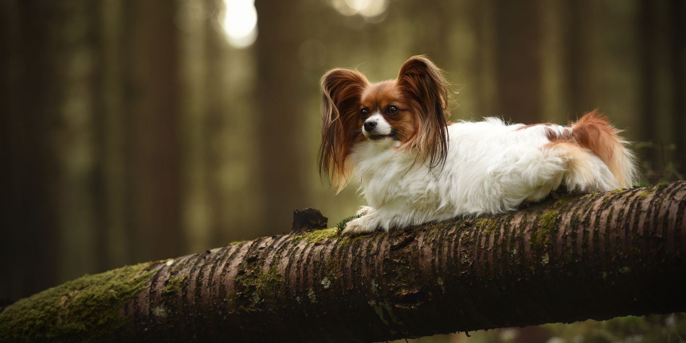 Papillon Hund - Steckbrief, Pflege, Ernährung & Haltung - WaldiBello