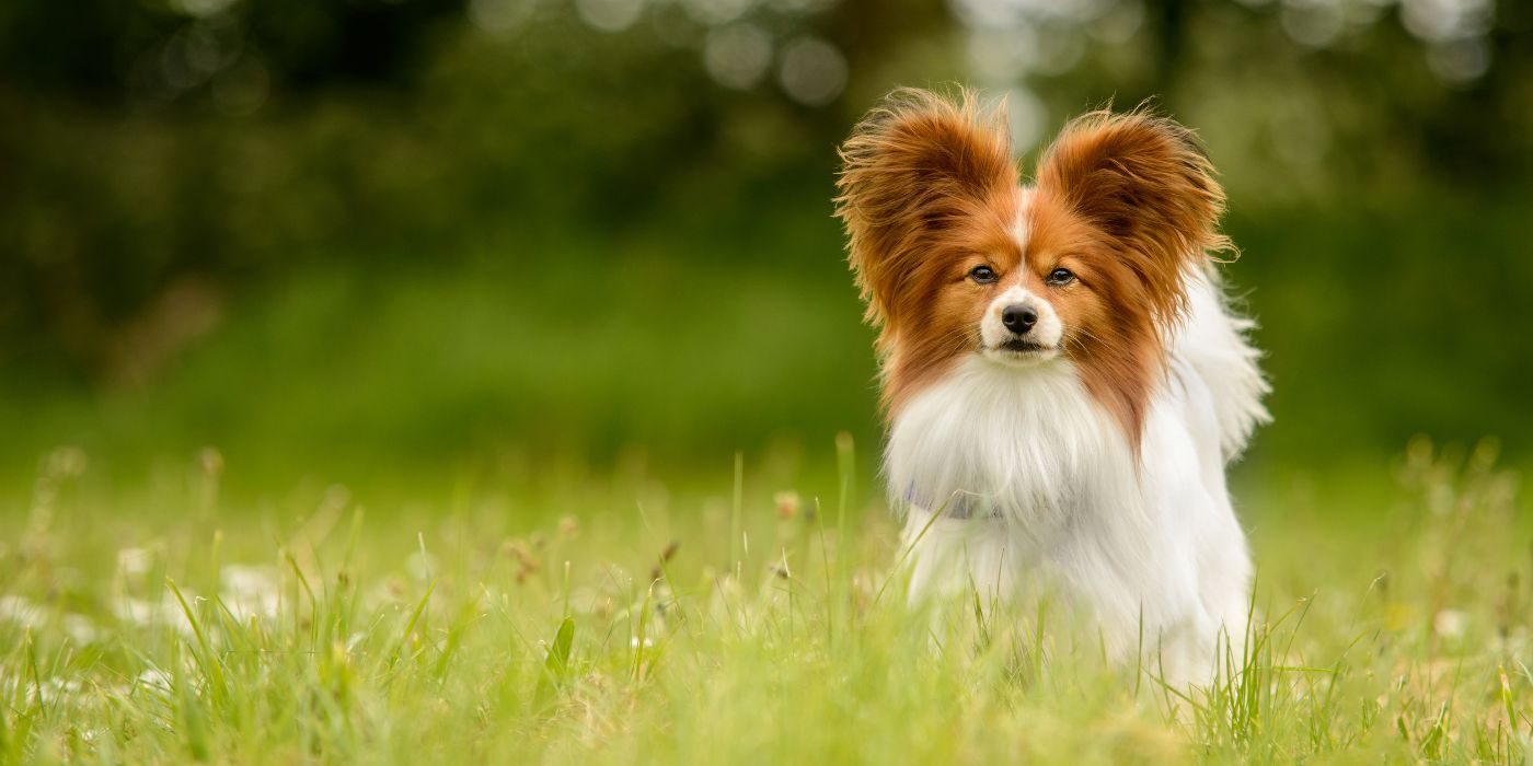 Papillon Hund - Steckbrief, Pflege, Ernährung & Haltung - WaldiBello