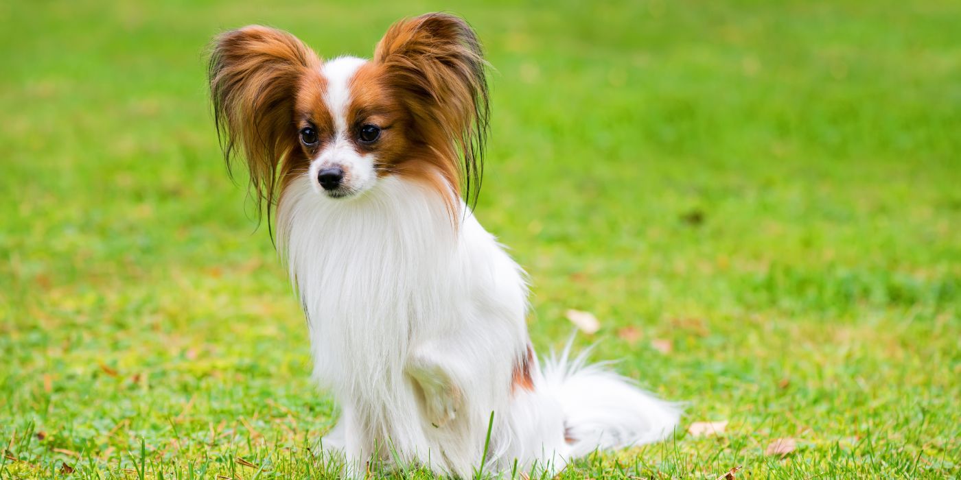 Papillon Hund - Steckbrief, Pflege, Ernährung & Haltung - WaldiBello