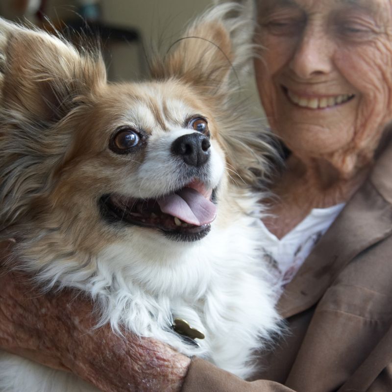 Papillon Hund - Steckbrief, Pflege, Ernährung & Haltung - WaldiBello