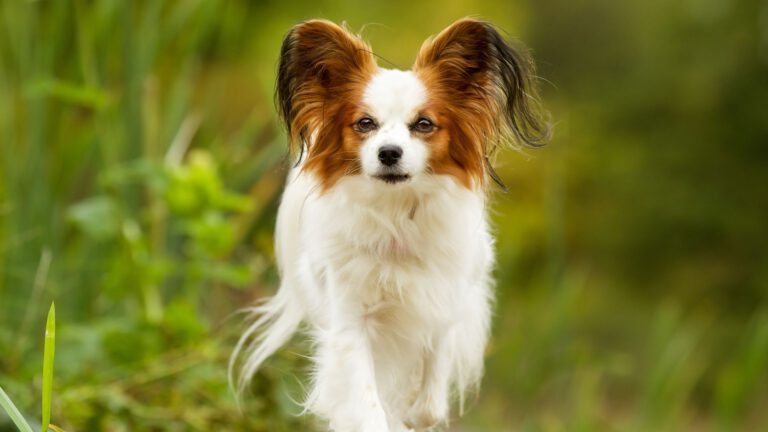 Papillon Hund - Steckbrief, Pflege, Ernährung & Haltung - WaldiBello