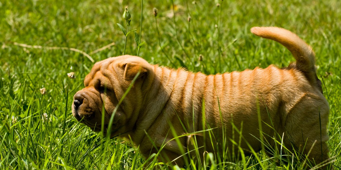 Shar-Pei - Steckbrief, Pflege, Ernährung & Haltung - WaldiBello