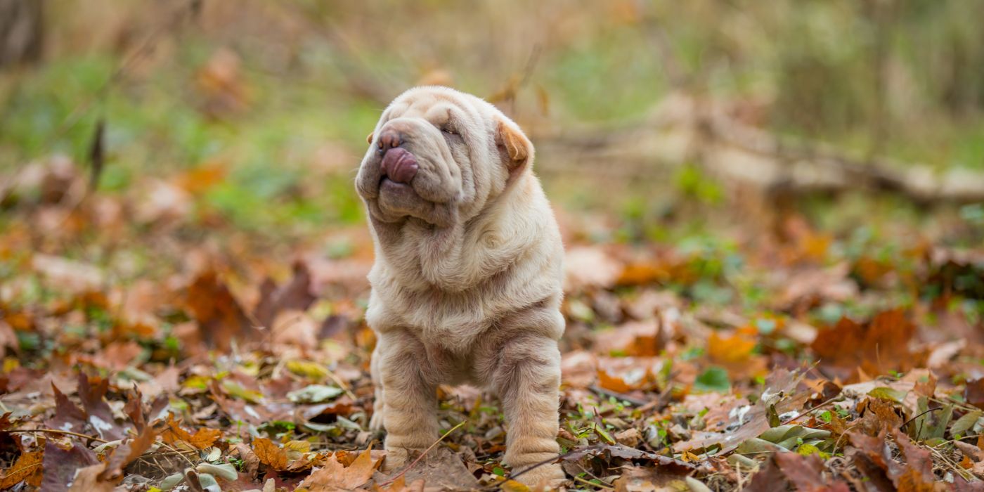 Shar-Pei - Steckbrief, Pflege, Ernährung & Haltung - WaldiBello