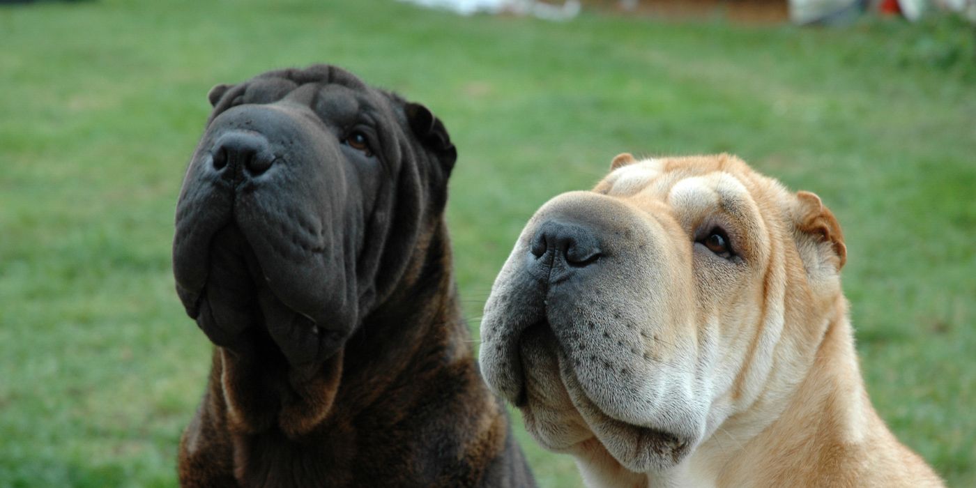 Shar-Pei - Steckbrief, Pflege, Ernährung & Haltung - WaldiBello