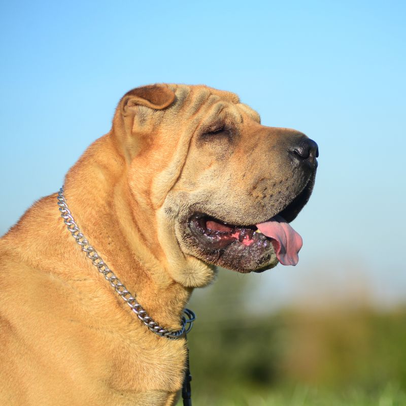 Shar-Pei - Steckbrief, Pflege, Ernährung & Haltung - WaldiBello