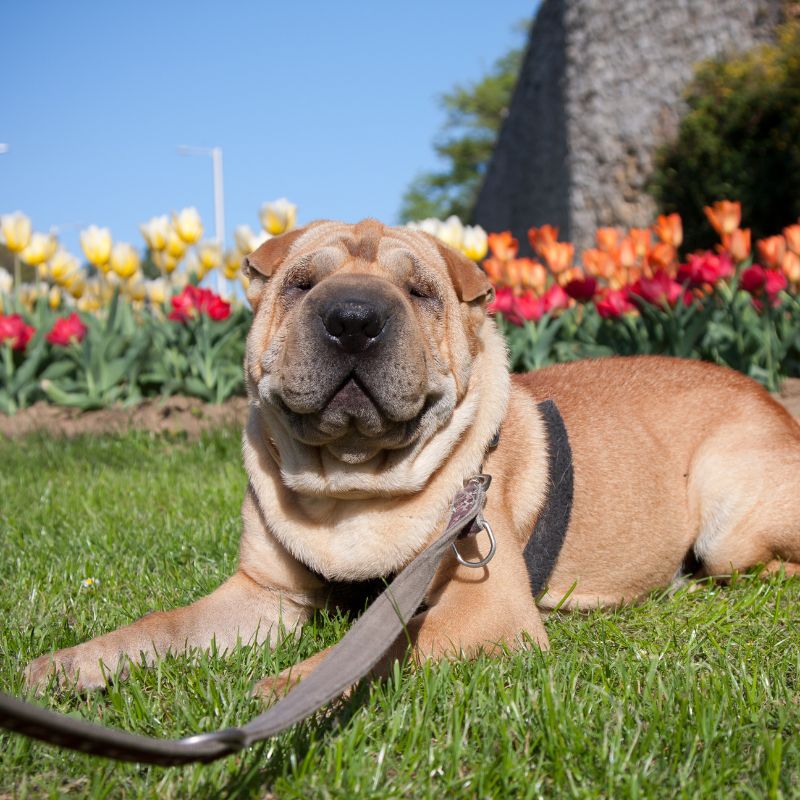 Shar-Pei - Steckbrief, Pflege, Ernährung & Haltung - WaldiBello