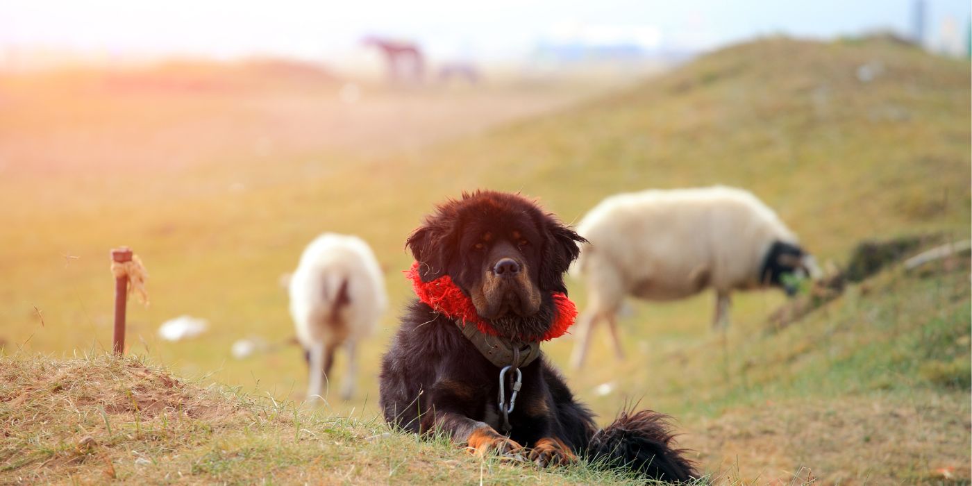 Tibetan Mastiff - Steckbrief, Pflege, Ernährung & Haltung - WaldiBello