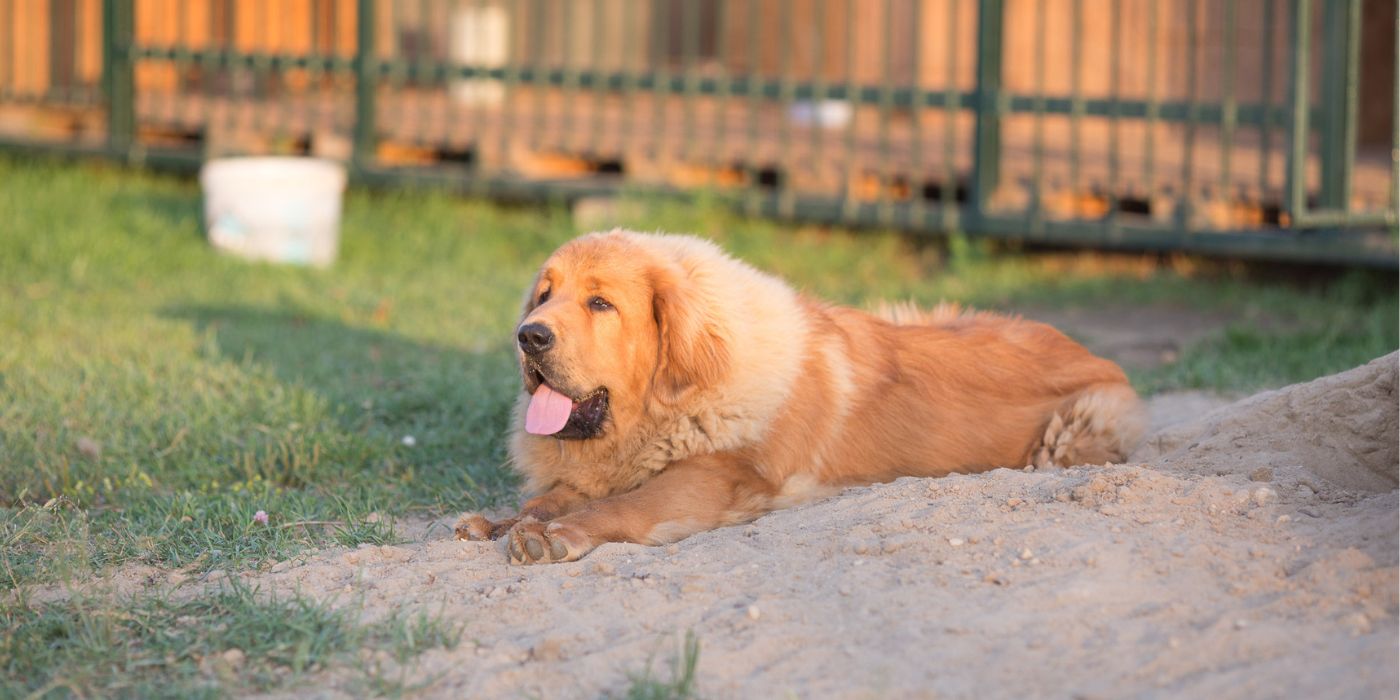 Tibetan Mastiff - Steckbrief, Pflege, Ernährung & Haltung - WaldiBello