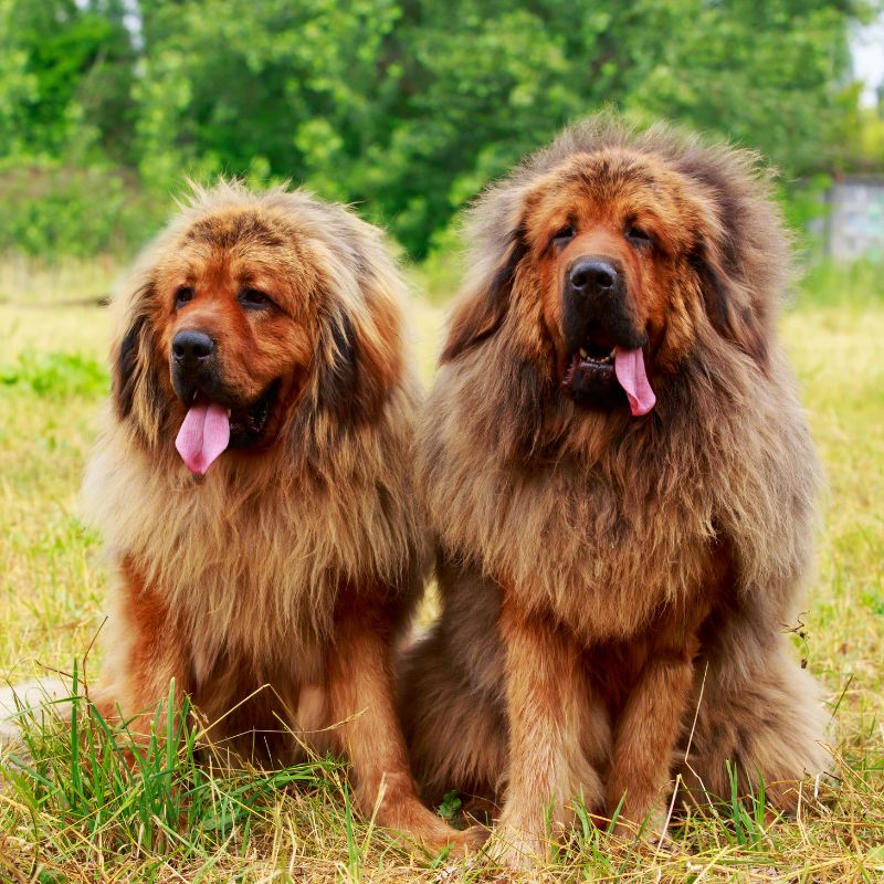 Tibetan Mastiff - Steckbrief, Pflege, Ernährung & Haltung - WaldiBello