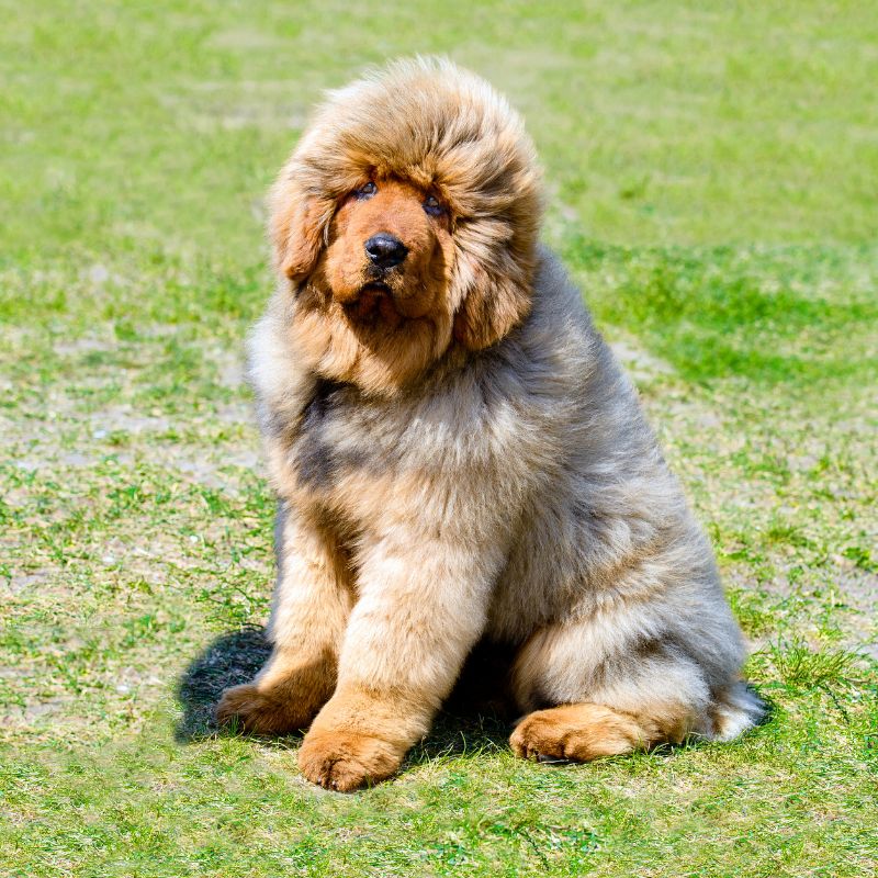 Tibetan Mastiff - Steckbrief, Pflege, Ernährung & Haltung - WaldiBello