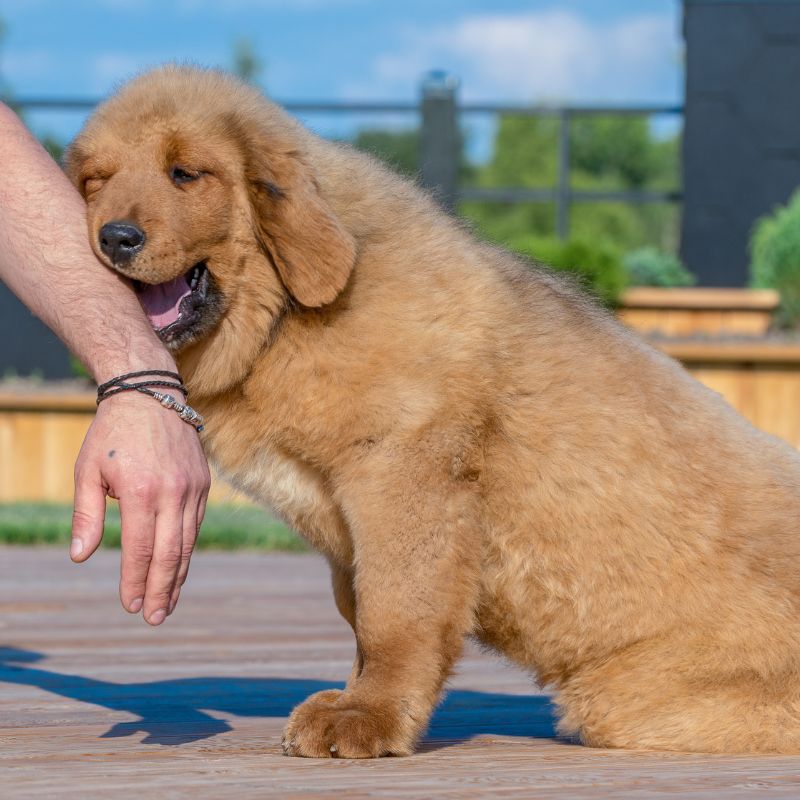 Tibetan Mastiff - Steckbrief, Pflege, Ernährung & Haltung - WaldiBello